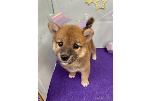 成約済の北海道の柴犬-270365の10枚目